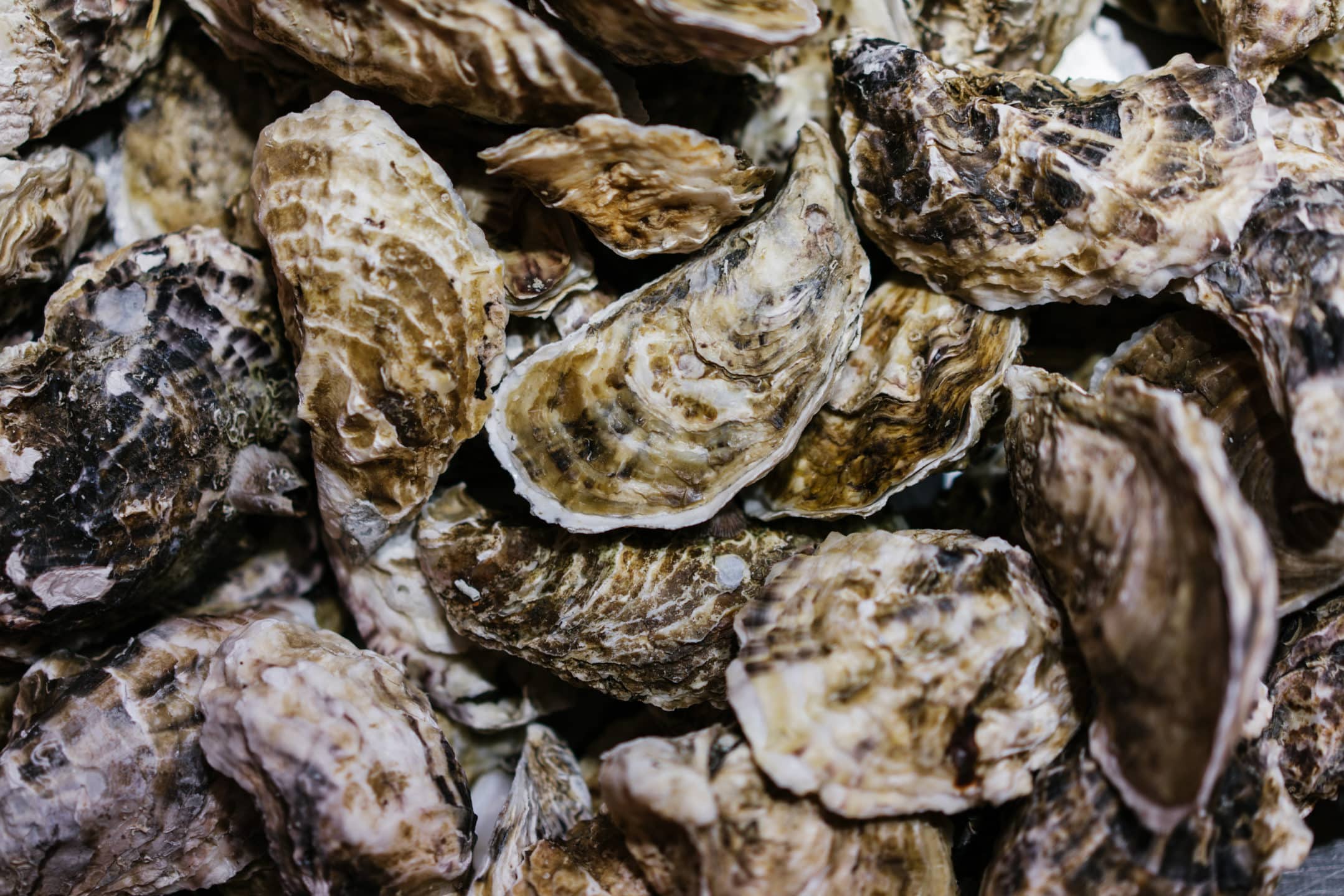 Coquilles d'huitres