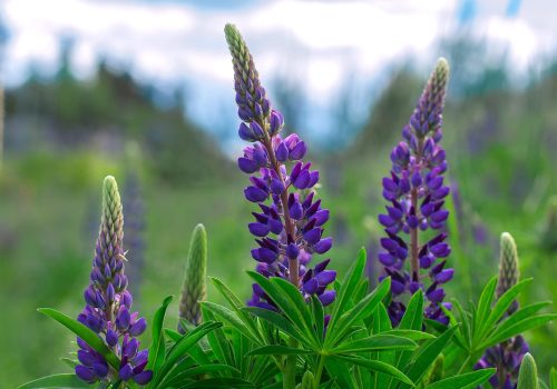 Lupin
