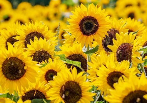 Tournesol